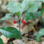 Japanese Ardisia Herb Extract