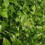 Jasminum Amplexicaule Extract