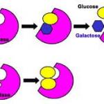 Lactose Enzyme