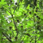 Liquidambar formosana extract