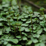 Liverwort Extract