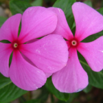 Madagascar Periwinkle Herb Extract