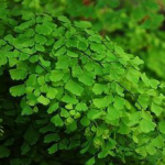 Maidenhair Fern Extract