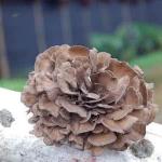 Maiitake Mushroom Extract