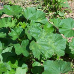 Malva Verticillata Extract