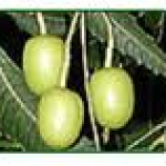 Margosa fruit extract