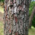 Maritime Pine Bark Extract