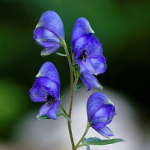 Monkshood Extract