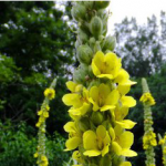 Mullein Extract