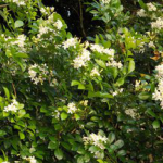 Murraya Paniculata Extract