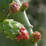 Nopal Cactus Extract