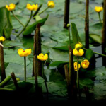 Nuphar Pumilum P.E.