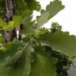 Oak Bark extract