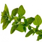 Oregano Extract