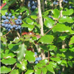 Oregon Grape Root extract