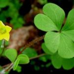 Oxalis corniculata Extract