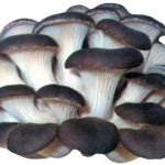 Oyster Mushroom Extract