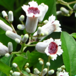 Paederia Scandens Extract