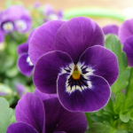 Pansy Extract