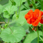 Pelargonium Extract