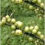 Phyllanthus embilica fruit extract