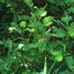 Phyllanthus niruri extract