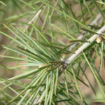 Pine Needles Extract