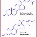 Plant sterols