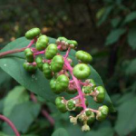 Pokeberry Root Extract