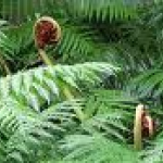 Polypodium leucotomos extract