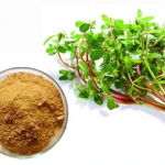 Portulaca Oleracea Extract