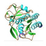 Proteinase K