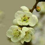 Prunus Mume Extract