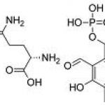 Pyridoxal 5-Phosphate