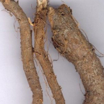 Ramie Root Extract