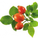 Rose Hip P.E.