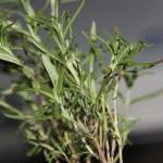 Rosemary Extract