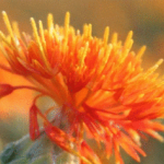 Safflower extract