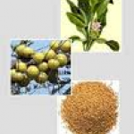 Salacia Oblonga Extract