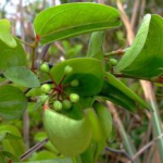 Sarsaparilla Extract