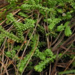 Selaginella Extract