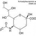 Sialic Acid