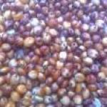 Sorghum red