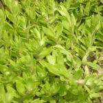 Stringy Stonecrop Herb Extract