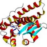 Superoxide Dismutase