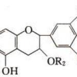 Tea polyphenol