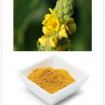 Verbascum thapsus extract