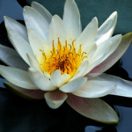 White Waterlily Extract