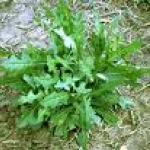 Wild Lettuce