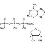 Adenosine Triphosphate Disodium